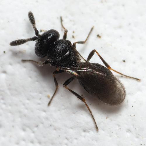 Trimorus sp.